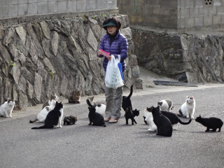Illustration for article titled Cats Rule These Japanese Islands